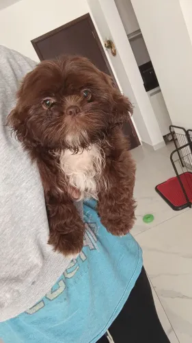 Shih Tzu Macho