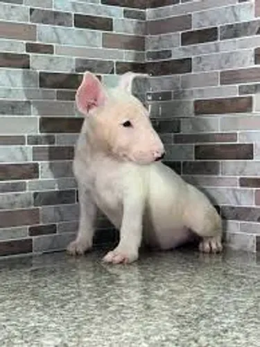 Bull terrier filhotes