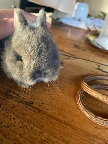 Pet