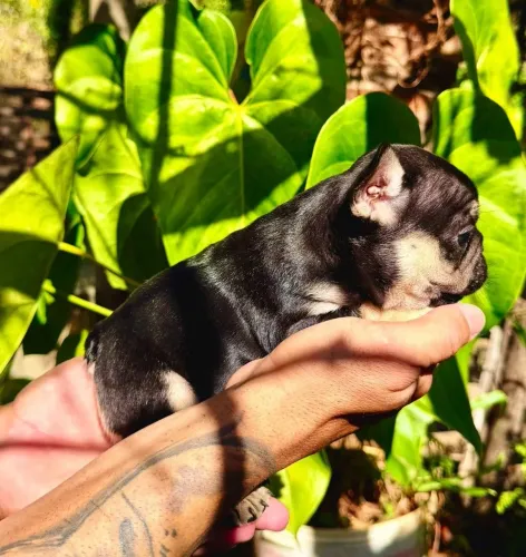 Filhote de bulldog francês mini