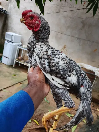 Vendo galinha bico curto 