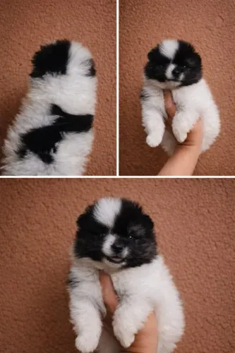 Spitz alemão macho preto e branco lulu da pomerana 