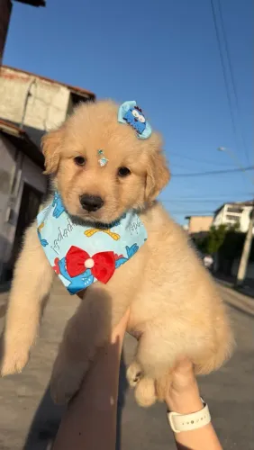 filhotes Golden retriever // Alto padrão!