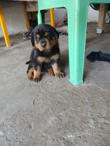 Filhotes de rottweiler