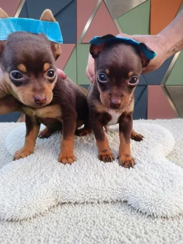 Pinscher Chocolate Machinho Lindo