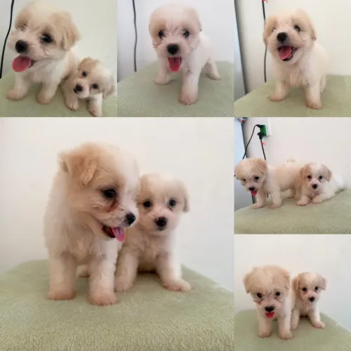 Poodle Encantador Procurando um Novo Lar