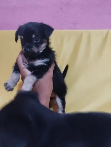 Pincher com yorkshire 