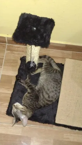 Gato para Adoção Responsável (Vacinado + Castração Paga!)