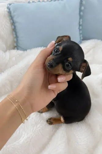 Pinscher zero miniatura verdadeiros bibelôs!