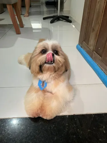 Hotel pet 