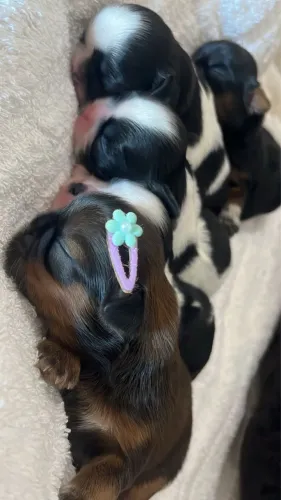 Filhotes Shihtzu lindos