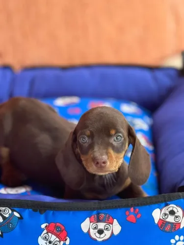 Daschund - Curioso