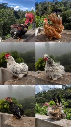 Mini modelados