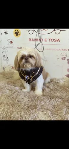 Machinho procura namorada