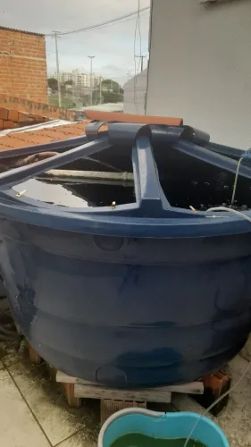 Criação de tilapia em caixa d'água 