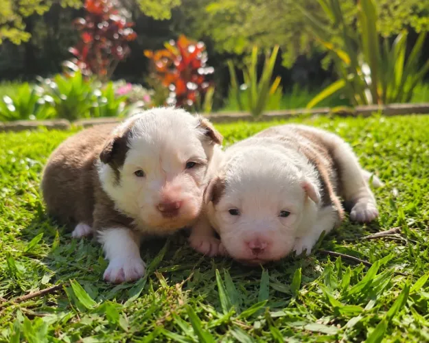 Filhotes Boder Collie