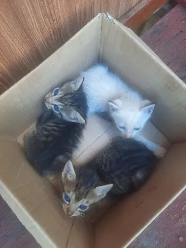 Adoção de Gatos 