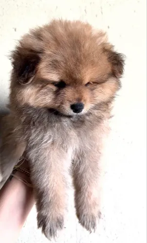 Spitz alemão macho 
