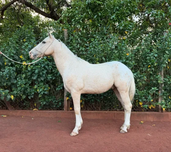 Cavalo Baio Amarilho Quarto de Milha
