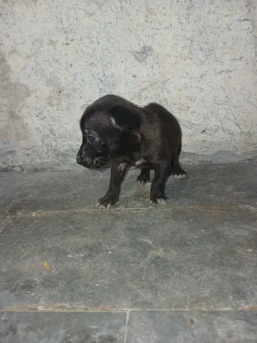 Pinscher femea disponivel 