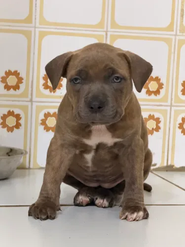 American bully fêmea 50 dias