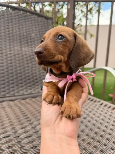 Dachshund padrão mini EM PROMOÇÃO