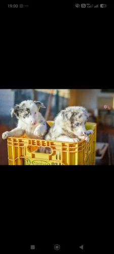 Filhotes de border collie com pedigree 