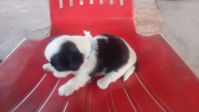 Shitus macho último
