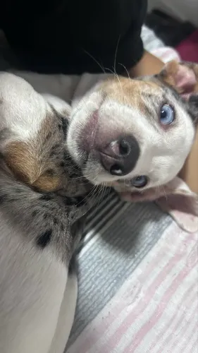 Salsicha Dachshund Fêmea 5 Meses, Duas Vacinas Tomadas, Procura Novo Lar!