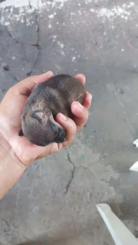 Cachorro Pinscher