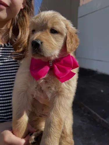 Golden retriever fêmea