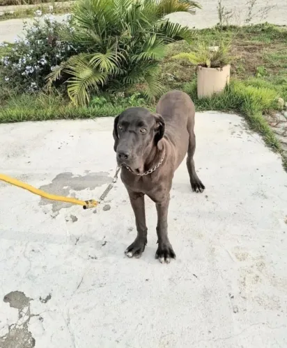 Fêmea de Fila Brasileiro na Cor preta disponível.