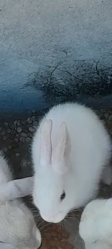 Vendo Coelhos filhotes e adultos 