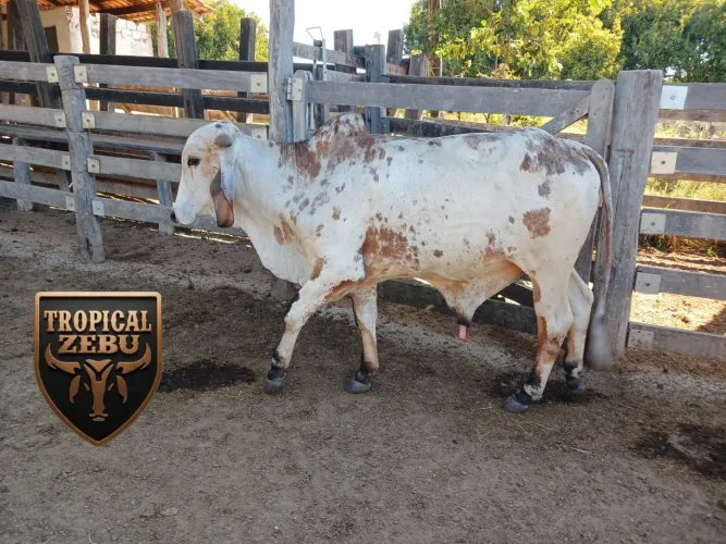 Garrote gir leiteiro PO 19 meses 40km Alexania-GO