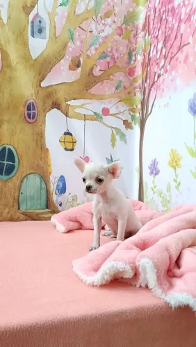 Chihuahua da TV