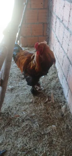 Galinha Da raça Brama 