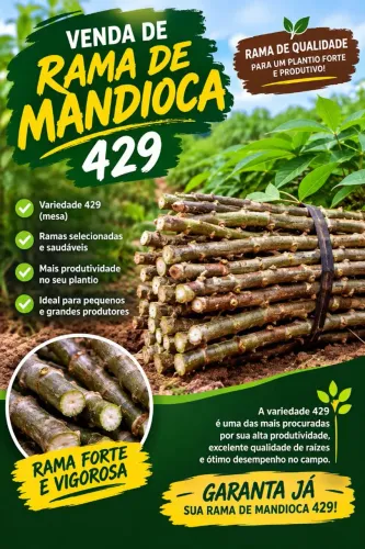 Ramas de mandioca 429