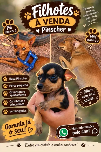 Pinscher fêmea