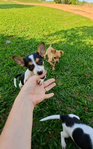 Pinscher