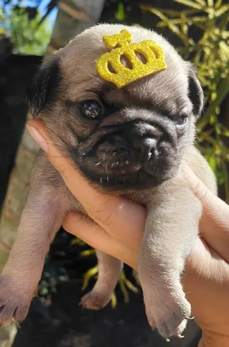 Pug MACHO 