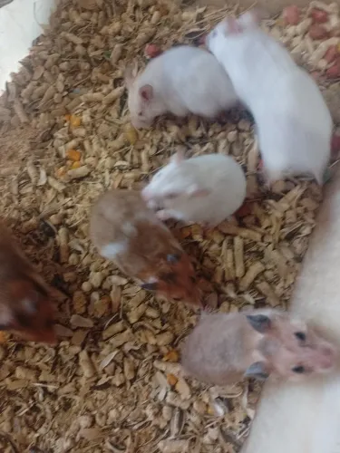 HAMSTER