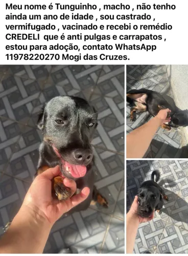 Adoção de animais