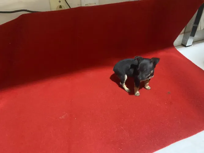 Pinscher 0 filhote 