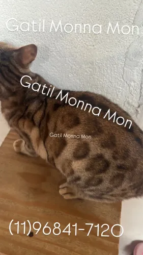 Bengal Fêmea Adulta no Cio