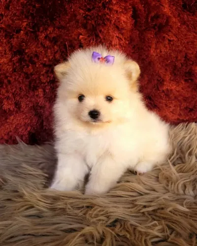 Lulu da Pomerânia anão