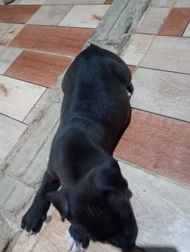 Filhote de pitbull