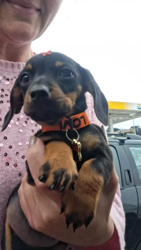 Dachshund