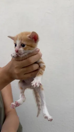 Gatinha para adoção