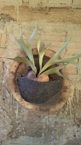 Chifre de Veado - Planta
