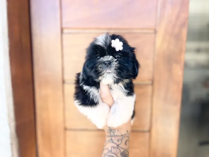 Shih tzu fêmea linda com pedigree